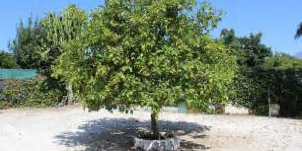 Excellent Commercial Piece Of Property