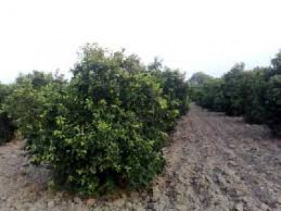 5 Kanal Plot On 70ft Road Football Ground Facing For Sale