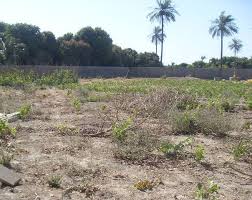 Mouza Ankara Shomali - Residential Plot For Sale - Best For Housing Society IN GWADAR