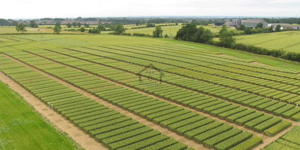 Punjab University Employees Society, Plot Is Available For Sale