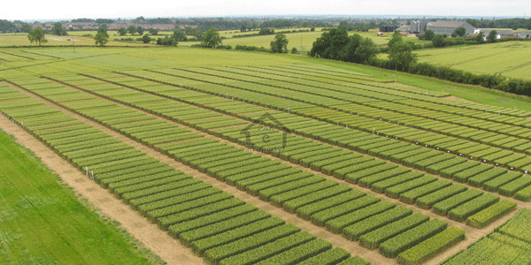 7 Kanal Industrial Land For Sale In I-10/3