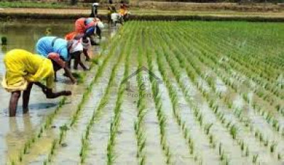 Chishtian Road-  640 Kanal-  Agriculture Land  For Sale.