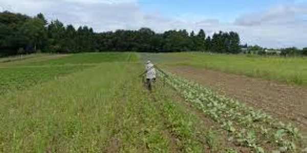 Chishtian Road-  640 Kanal-   Agriculture Land For Sale At Bahawalnagar.