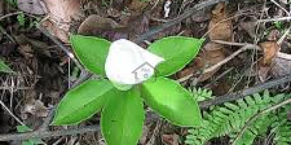 E-16/2 - 5 Marla Commercial Plot Available For Sale IN  Islamabad