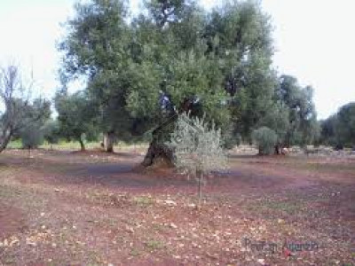 DHA Phase 6 - Block D - 1 Kanal Residential Plot For Sale IN  Lahore