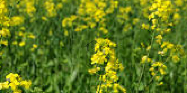 Land Is Available For Sale IN Chakwal