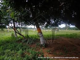 Agricultural Land Is Available For Sale