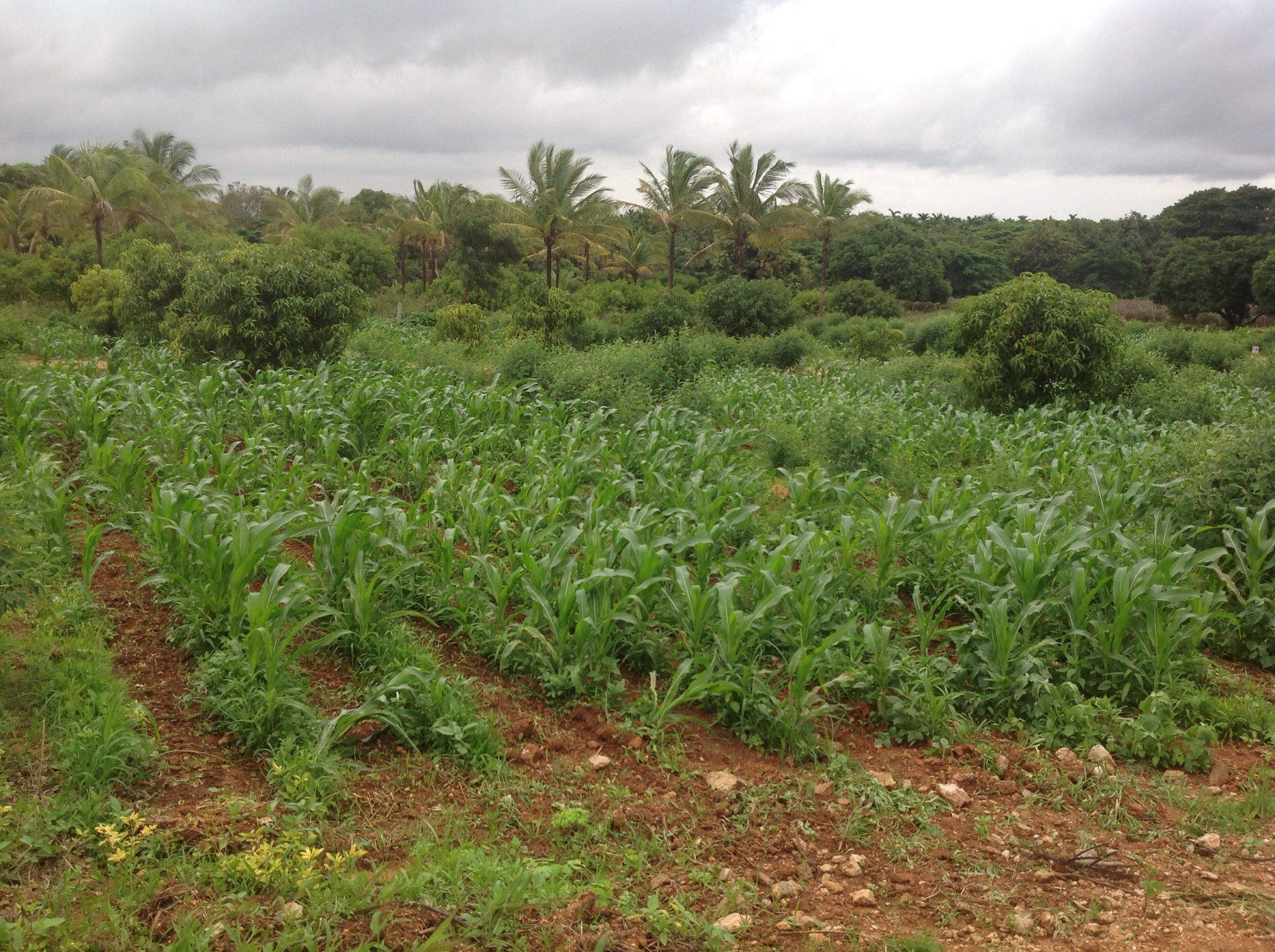 BAHRIA GREEN 75 SQ YARDS PLOTS IN EASY INSTALLMENT PLAN AVAILABLE