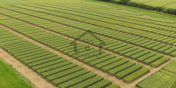 Confirm A Block Plots 10 Marla Good Location