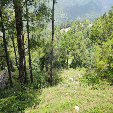 10 kanal farmhouse Plot For Sale In Khariyan Road 80 foot front.