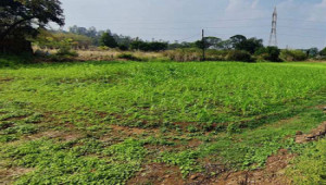 25 kanal farmhouse Plot For Sale In Khariyan Road 200 foot front.