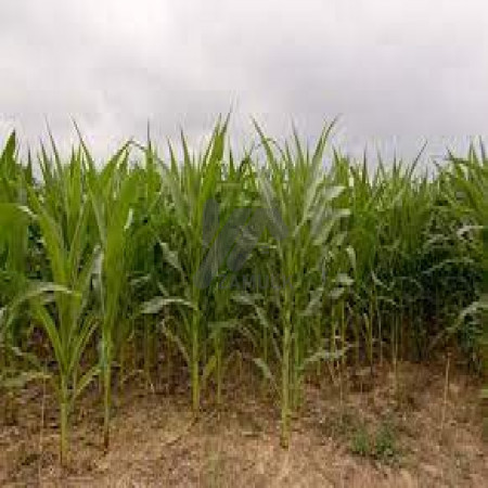 14 Kanal Agricultural Land For Sale In Bedian Road