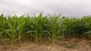 18 Kanal Agricultural Land For Sale In Bedian Road